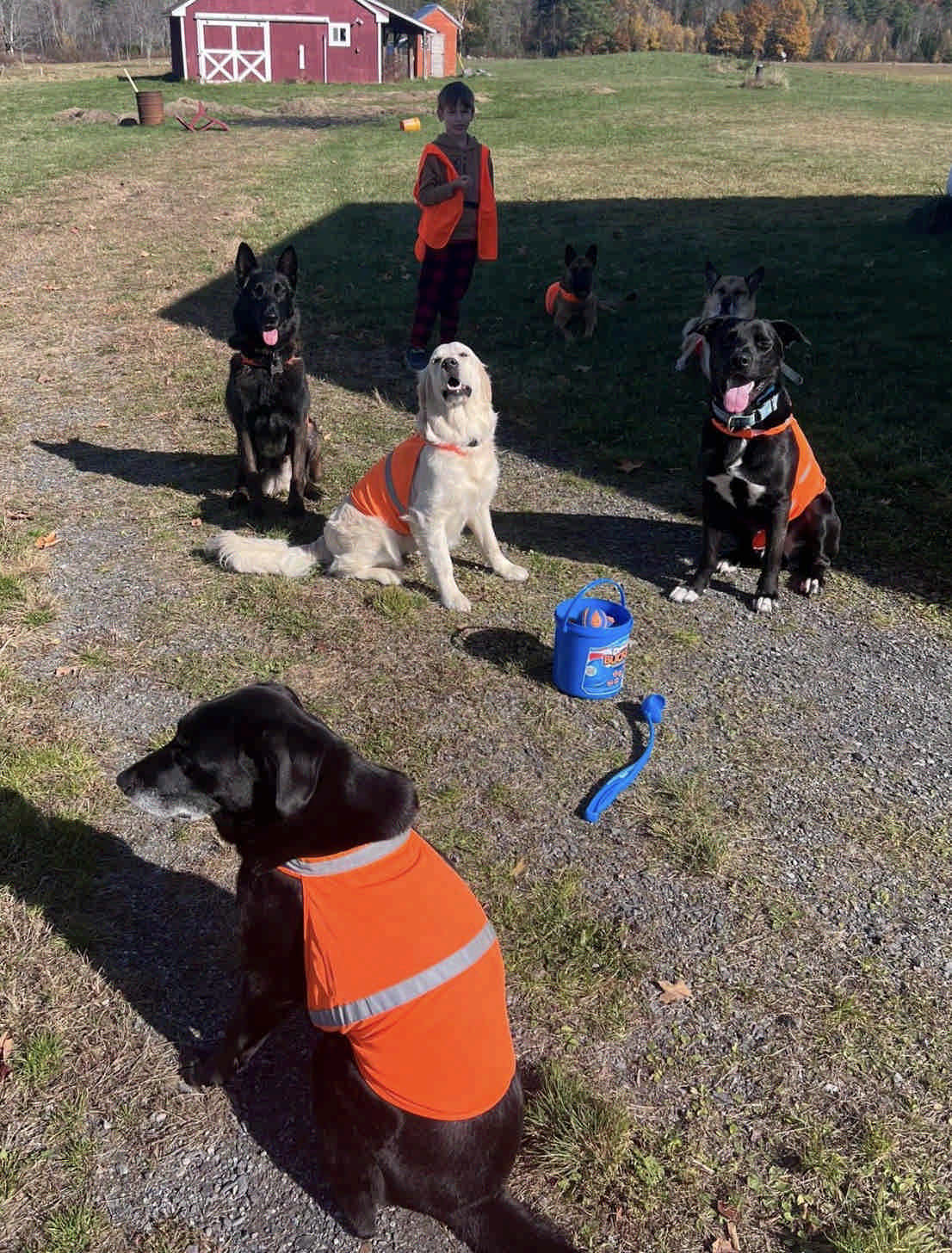 Group of dogs and child in orange vests in front of red barn